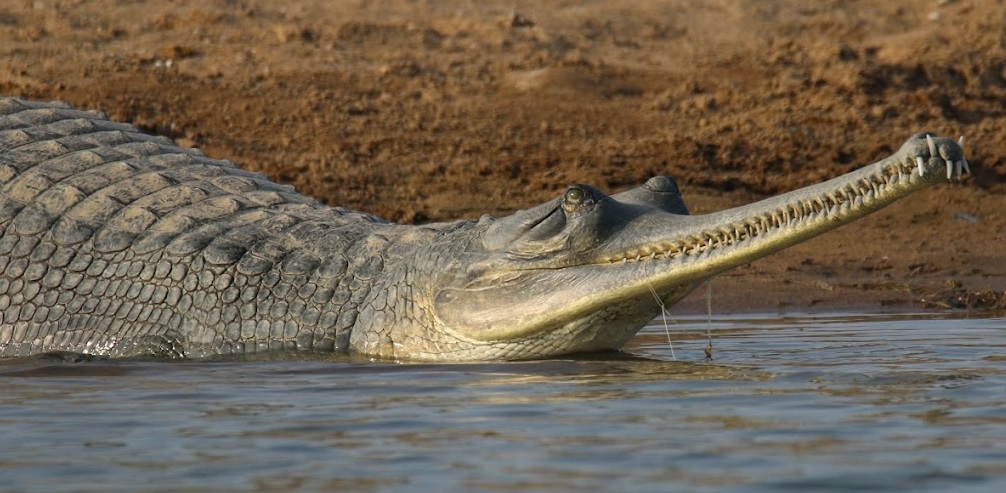 Chambal Ghariyal Sanctuary